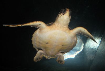 Close-up of turtle swimming in aquarium