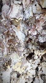 Full frame shot of tree trunk