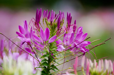 Close-up of pink flowering plant