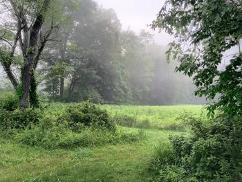 Scenic view of grassy field against sky