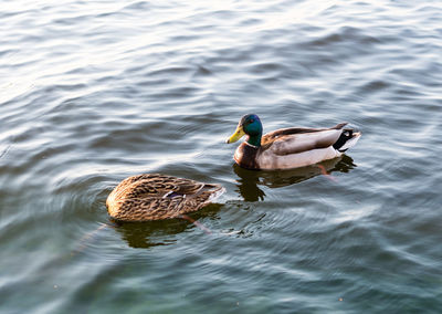 Duck swimming in a lake