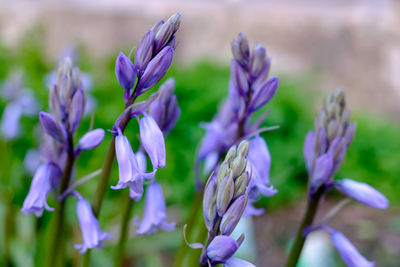 Close-up of purple flowering plant