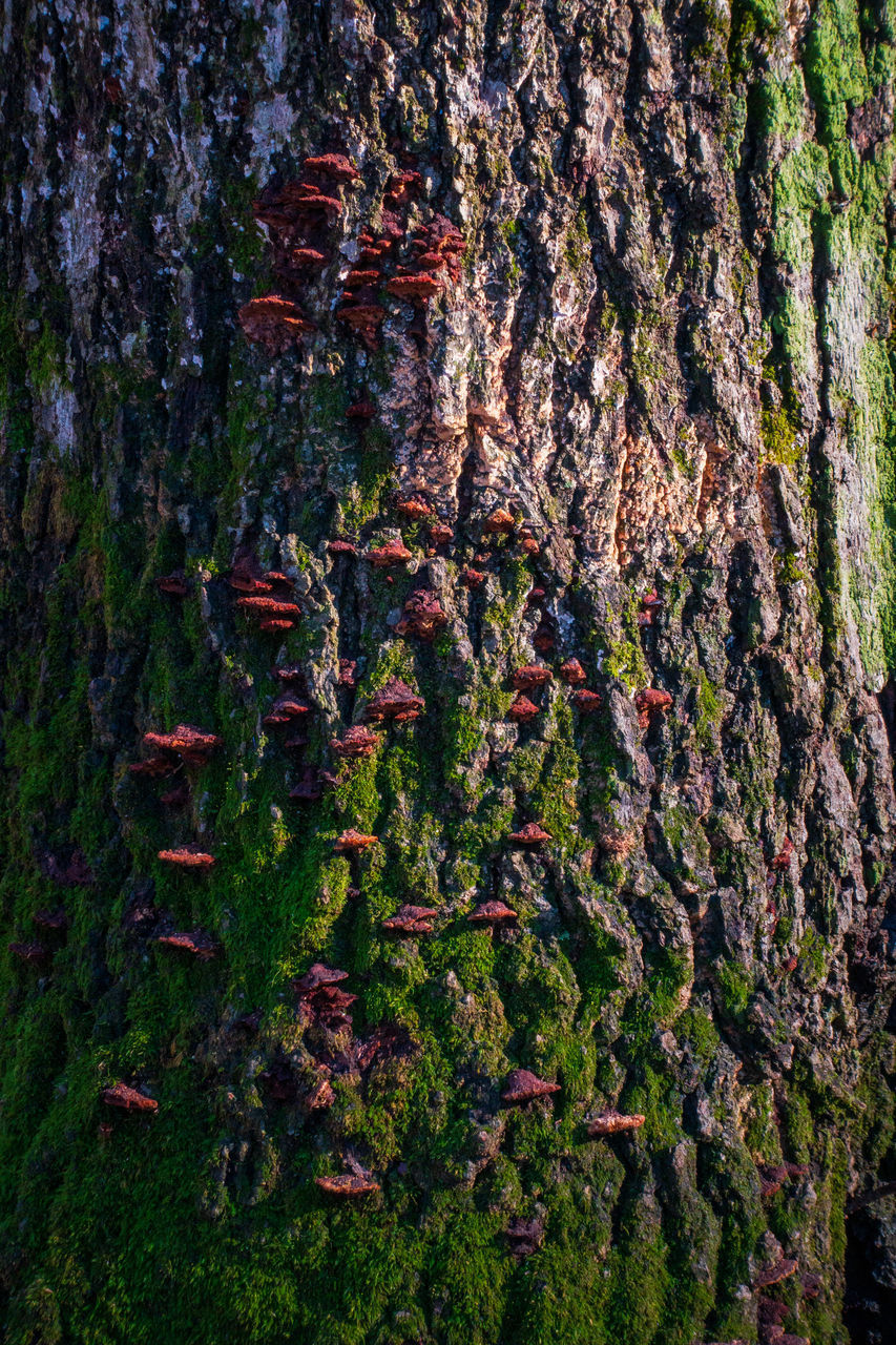 CLOSE-UP OF MOSS GROWING ON TREE TRUNK