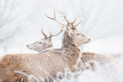 Low angle view of two deers