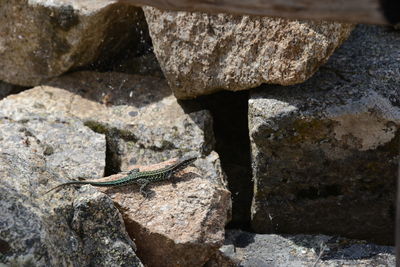 Close-up of lizard on rock