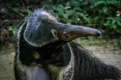 Close-up of a bird