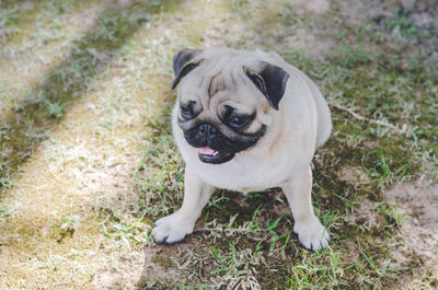 Portrait of a dog on field