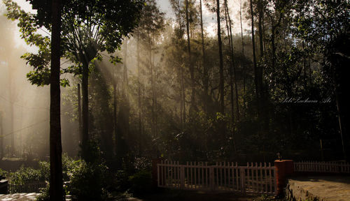 Trees in forest