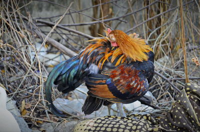 Close-up of a bird perching