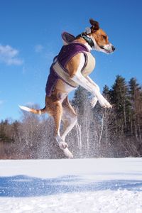 Full length of dog jumping in snow