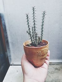 Close-up of hand holding potted plant against wall