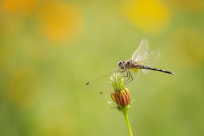 Close-up of insect on plant