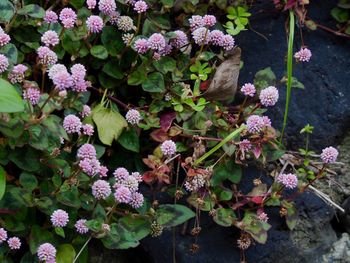 High angle view of purple flowering plants