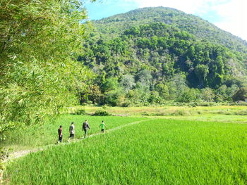 Scenic view of grassy field against sky