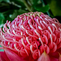 Close-up of dahlia