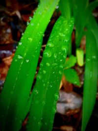 Close-up of leaves on plant