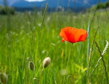 Close-up of poppy blooming on field