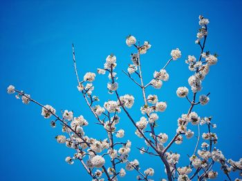 Low angle view of blooming tree against blue sky