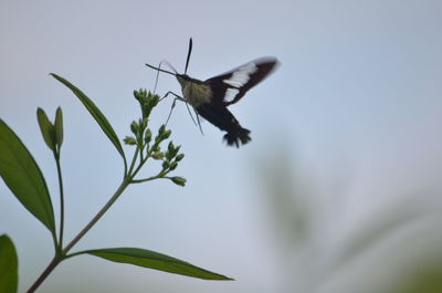 Close-up of butterfly flying