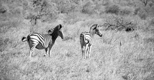 View of zebra on field