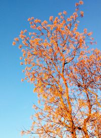 Low angle view of tree in autumn