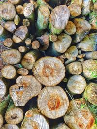High angle view of logs at forest