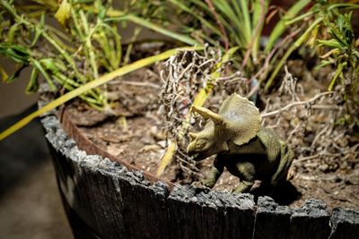 Close-up of triceratops toy on potted plant