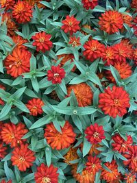 Full frame shot of flowering plants