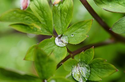 Close-up of raindrops on leaves