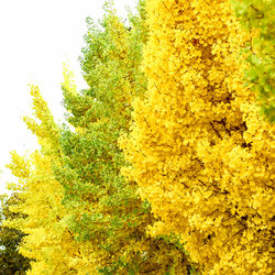 Low angle view of yellow flower