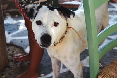 Close-up portrait of dog