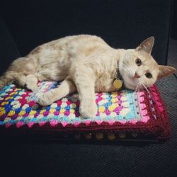 Cat relaxing on sofa