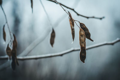 Close-up of dry leaves on branch