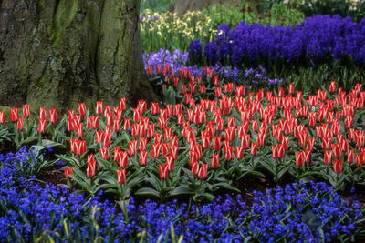 Full frame shot of colorful flowers in field