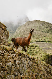 Llama standing on rock