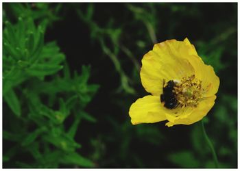 Close-up of insect on yellow flower