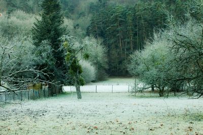 Trees in forest during winter