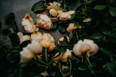 Close-up of flowers