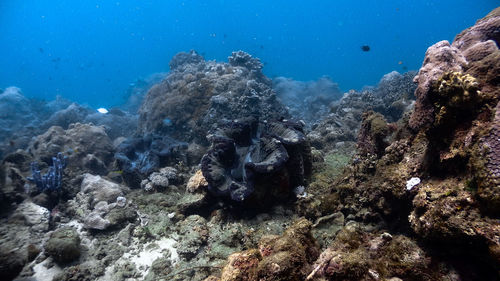 Giant clams at pagkilatan