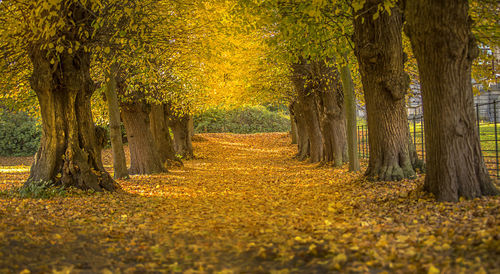 Trees in forest during autumn