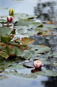 Close-up of lotus water lily in lake