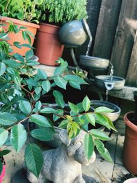 Close-up of potted plants