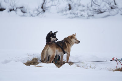 Beautiful alaskan husky dogs resting during a long distance sled dog race in norway. dogs in snow.