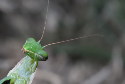 Mantis patiently posing and lurking. close up of insect in the nature