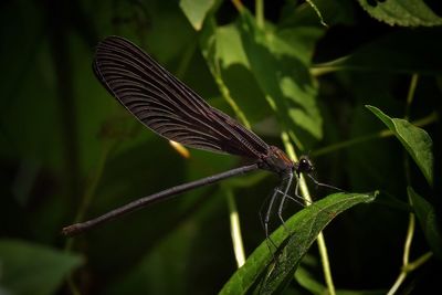 Close-up of butterfly on leaf