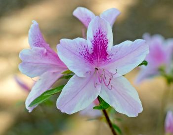 Close-up of pink flower