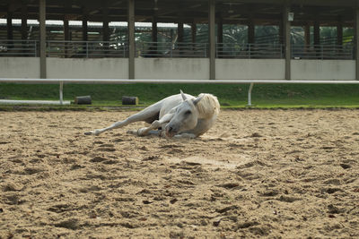 Sheep on sand