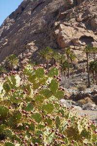 plant