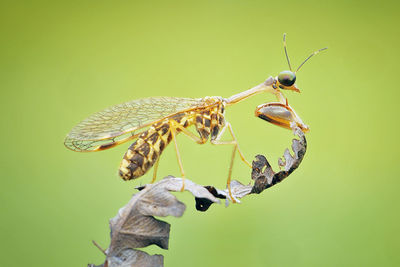 Close-up of mantisfly on leaf