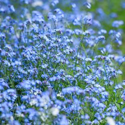 Close-up of purple flowering plant on field